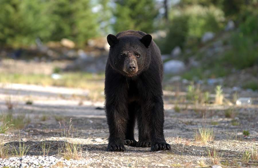 Urso em floresta boreal, bioma taiga